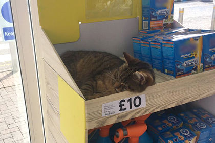 Популярный кот улегся на полку в супермаркете и произвел фурор