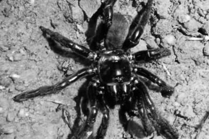 Умер самый старый в мире паук