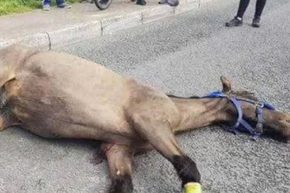 В Ирландии лошадь загнали насмерть и бросили посреди дороги