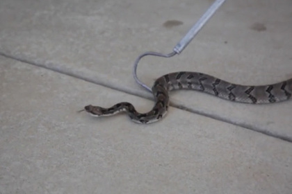Американец спас гремучую змею от смерти и умер от ее укуса