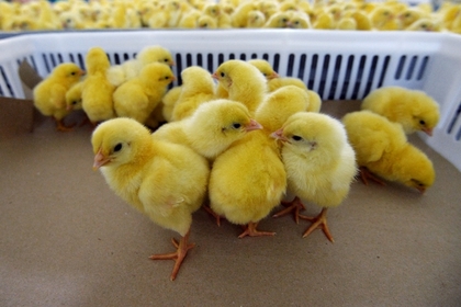 Бельгийские пожарные пожалели 20 тысяч цыплят и отравили их газом
