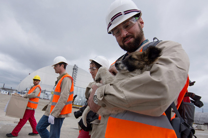 Две сотни чернобыльских щенков отправят в США