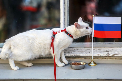 Эрмитажный кот-оракул похудел к чемпионату мира
