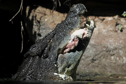 Крокодил убил сбежавшего из дома австралийского подростка
