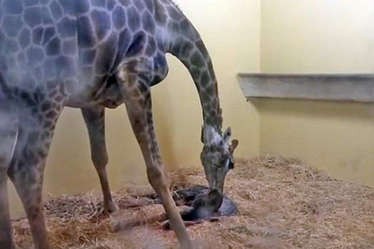 Посетитель зоопарка попытался покормить редкого жирафа и убил его