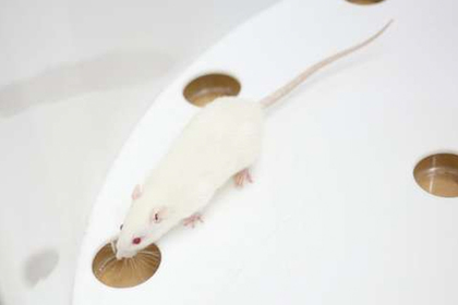 У крыс нашли признаки человеческого сознания