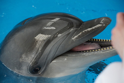 Украинские боевые дельфины предпочли смерть «российской оккупации»