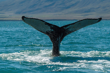 Австралиец заснял выпрыгнувшего из воды 20-тонного кита