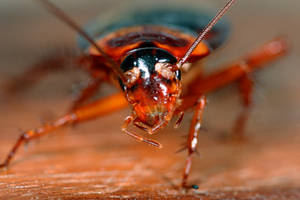 Человеческие уши стали идеальным домом для тараканов