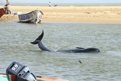 Черный дельфин наглотался пакетов и умер