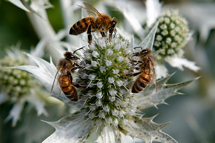 Инъекция превратила мирных пчел в смертельно опасных насекомых