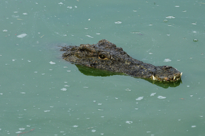 Крокодил съел священника во время массового крещения