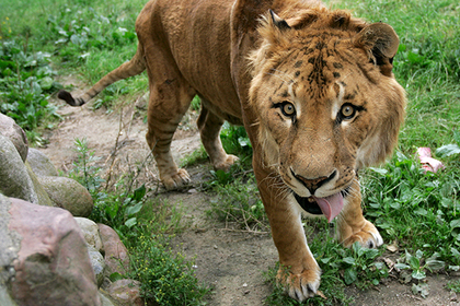 Львы, тигры, ягуар и медведь устроили побег из немецкого зоопарка