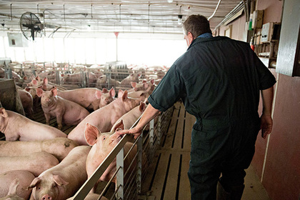 Мексика ополчилась на свиней из США