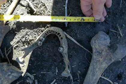 Россиянин копал огород и нашел скелет бывшего мужа жены