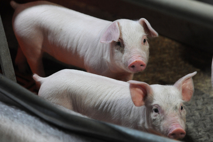 Сбежавших свиней обнаружили спящими у бензоколонки