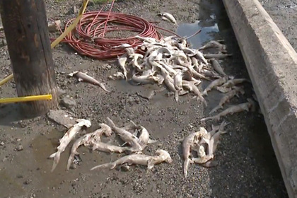 Сотню мертвых акулят вынесло на гавайский пляж