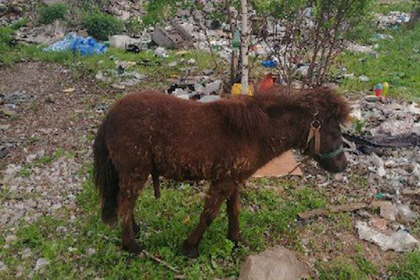 В Башкирии пони выбросили на помойку