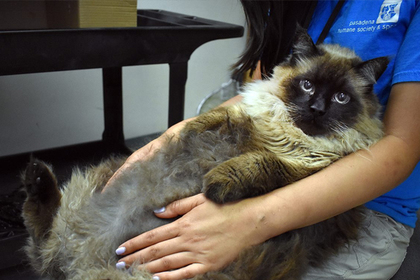 В Калифорнии спасли растолстевшего втрое бездомного кота