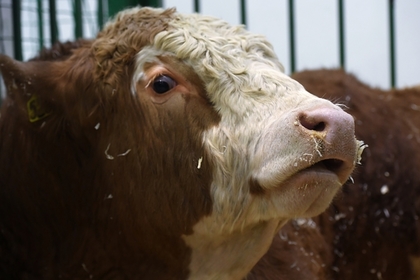Заблудшую болгарскую корову уберегли от смертной казни