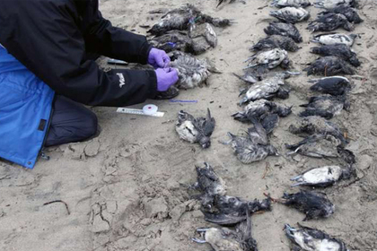 Загадочную гибель птиц объяснили грядущей катастрофой