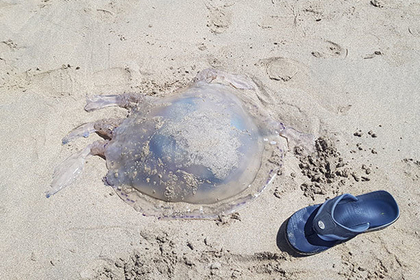 Британцев напугала выброшенная на берег гигантская медуза