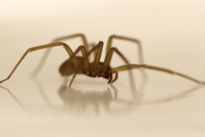 Десятки ядовитых пауков поселились в кровати американки