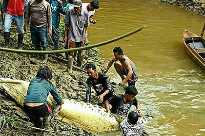 Индонезийцы убили 292 крокодила и отомстили за смерть друга