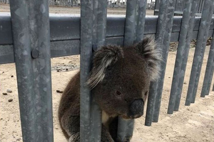 Любопытную коалу спасли от удара электротоком