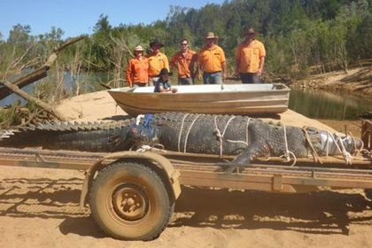 Огромного 600-килограммового крокодила поймали после восьми лет охоты