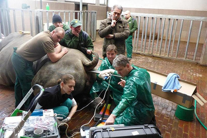 Последний редкий носорог на Земле оставил после смерти шанс на «воскрешение»
