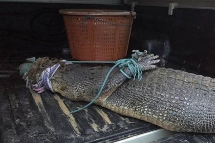 Пугавшего туристов крокодила поймали в Таиланде