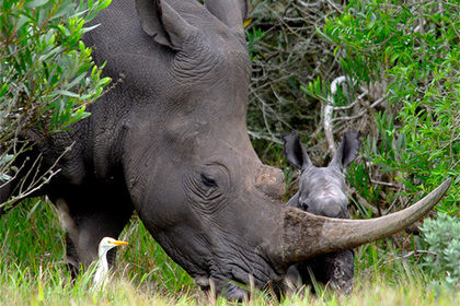 Редкого носорога убили за один сантиметр рога