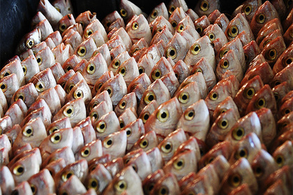 Россиян предупредили о росте цен на рыбу из-за ФСБ