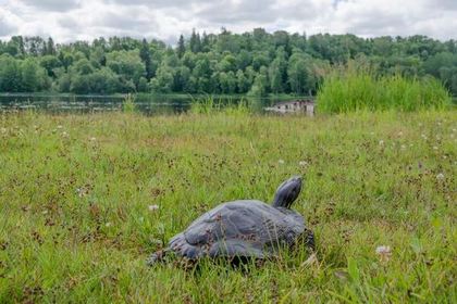 Сбежавшая черепаха вернулась к хозяину спустя три года