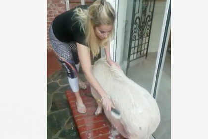 Американка купила минипига и вырастила 100-килограммовую свинью