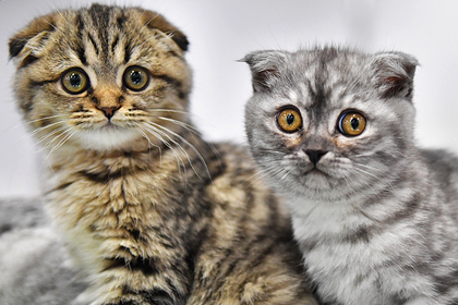 Названы самые популярные кошки у россиян