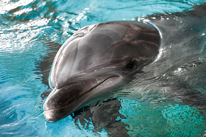 Озабоченный дельфин утомил пловцов приставаниями