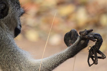 Скорбящую обезьяну сфотографировали с мертвым детенышем на руках