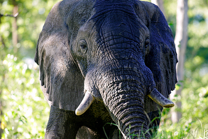 На юге Африки устроили массовый отстрел слонов