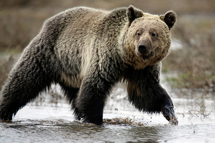 Раненый охотник бросил товарища на съедение медведю и сбежал