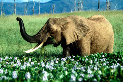 Слон насмерть затоптал снимавшую его туристку