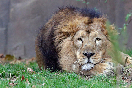 Сразу 11 редких львов погибли при странных обстоятельствах в Индии