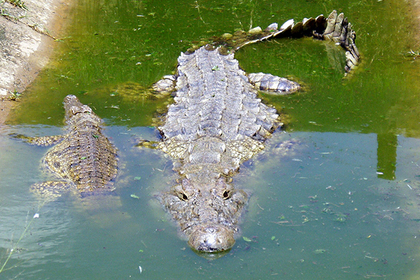 Женщину с младенцем оставили на съедение крокодилу