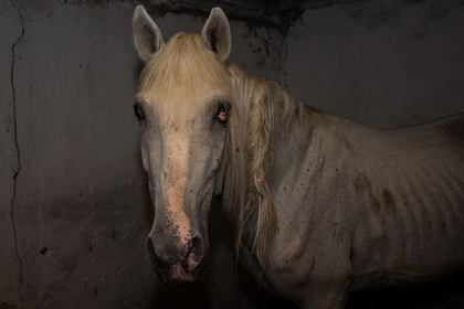 Зоозащитники рассказали о голодающих полицейских лошадях