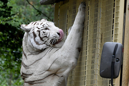 Белый тигр загрыз смотрителя зоопарка