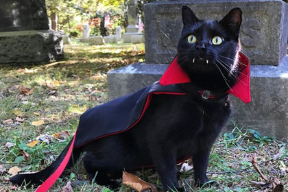 Черный кот с вампирскими клыками стал звездой сети