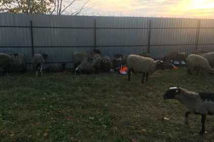 Десятки овец умерли в украинском порту из-за бюрократии