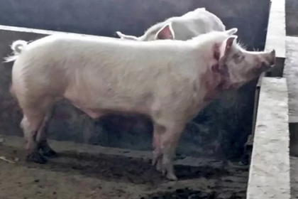 Хряк загрыз свиновода по дороге на рынок