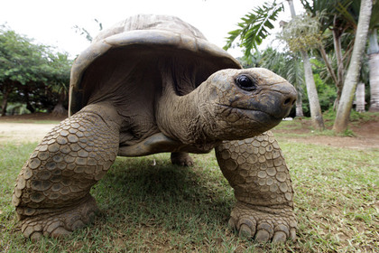 На Галапагосах похитили больше сотни гигантских черепах